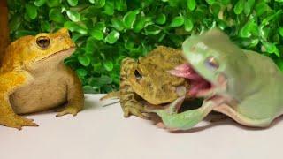 Stop eating  [Frog and toad] Miyako toad, Nagare toad, Australian green tree frog。