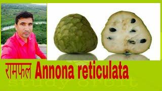 Ramphal रामफल Annona Reticulata Plant, Fruits and it's uses. रामफल के फायदे। सीताफल.