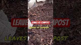 WHY You Should Be Making Leaf Mold|#mulching|#allotment vlogs