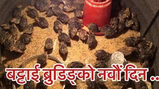 Quail / Battai Palan Nepal | Quail Farm Nepal