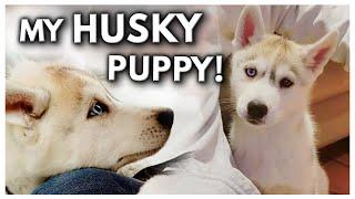 HUSKY PUPPY’S First Day Home! | The Day I Got My Puppy (UNSEEN FOOTAGE)