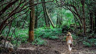 Prepping for our TINY HOUSE Build | Life OFF GRID  in The Rainforest