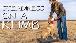 Gun Dog Training Steadiness