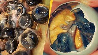 Top 10 Weirdest Foods in Asia – Would You Dare?