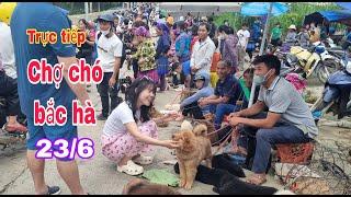 Trực tiếp chợ chó bắc hà 23/6 chợ rất nhiều chó đẹp/Bac Ha maket dog #bachatv #bachamaketdog