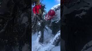 Sled stuck in tree 