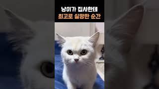 냥이가 최고로 실망