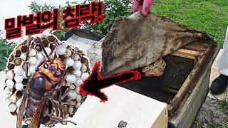 여왕말벌집을 털어라!! 양봉장 지키기 대작전!