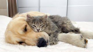 Amazing Love Between Golden Retriever and Cute Kitten!!