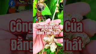 Bạn đã biết công dụng của Đằng Tam Thất chưa?