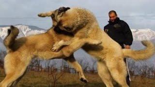 1 DOG ATTACK TO 5 DOGS ! TURKISH SHEPHERD DOGS FIGHT