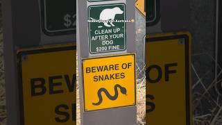 Beware of Danger noodles in Australia  #australia