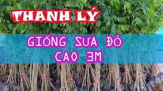 Thanh Lý Vườn Cây Sưa Đỏ Cao 3 Mét || Vườn Ươm Cây giống Tam Đảo || 0764 456 123