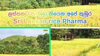 Sri Lankan rice Pharma#ලස්සනට පැහිලා තියෙන අපේ කුඹුර#श्रीलंकाई चावल फार्मा#️