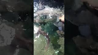 mahseer feeding