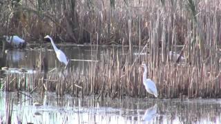 HORICON MARSH MIGRATION