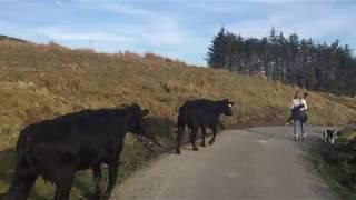 CRAZY COWS CHASES DOGS IN DONEGAL, IRELAND