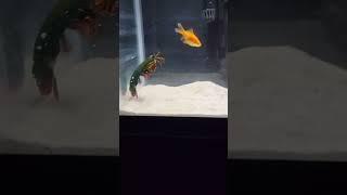 Mantis Shrimp Eats His Friend! 