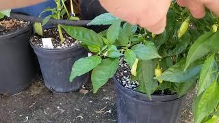 Habanada Pepper Plant is a tasty and productive dwarf perennial without all the capsaicin.