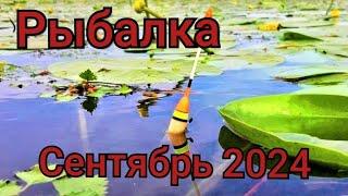 Рыбалка на поплавок 6 сентября 2024 г. на  лесной речке!Ловля карася на поплавок в густых камышах!