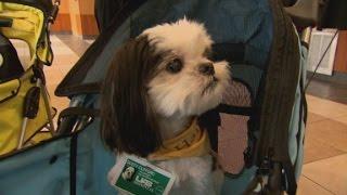 Animal Therapy for Cancer Patients