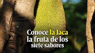 Conoce la Jaca, la rara y beneficiosa fruta de los siete sabores