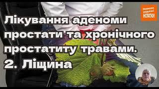 Лікування аденоми простати та хронічного простатиту травами. 2. Ліщина (Corylus avellana L.)