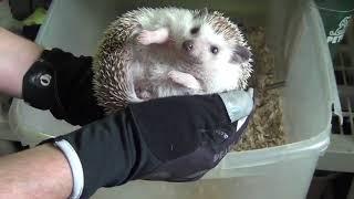 How to handle & tame your new pet hedgehog