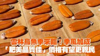 雲林烏魚季來臨！季風加成「肥美品質佳」價格有望更親民｜生活｜魚卵｜養殖