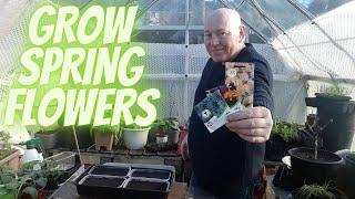 Growing Flowers For Spring [Gardening Allotment UK] [Grow Vegetables At Home ]