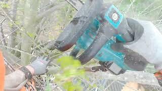 위험목제거 아보리스트 트리서비스, Dangerous Ginkgo Tree Removal, Arborist  Services, Makita  Top Handle  Chainsaw