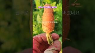 봄당근 수확 할 때가 되었네요