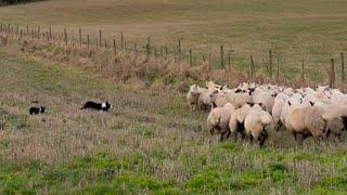 Two amazing sheepdogs herding difficult sheep