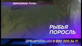 Никольский рыборазводный завод выпустил полмиллиона мальков в демянские озера