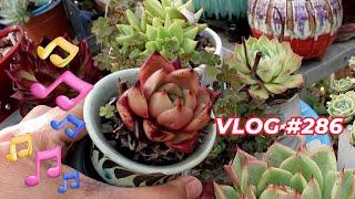 Sing My Way To Clean Succulents | VLOG #286 | Growing Succulents with LizK