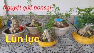 Ngày 25.3,giao lưu ace nguyệt quế bonsai lùn lực( bao ship) lh 0901.019.420 (Tấn)