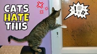 Why Cats HATE Closed Doors: Understanding Feline Territory