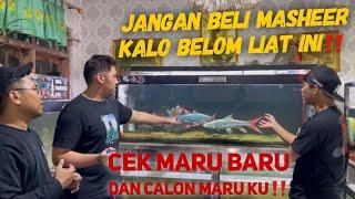 Jangan beli Mahseer kalo belom paham ini‼️ with @fajararief12_ & @bosbosqu5668