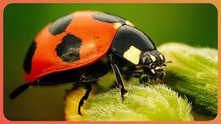 Can Ladybug DNA Fight Off Cancer? | Bugs: Nature's Little Superheroes | Real Wild