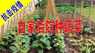 后院如何种菜/美国疫情下的生活记录/待在家里，跟我一起种菜