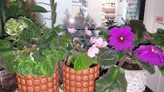 Gesneriaceae(Violets)-Gift from My Friend Natalia Seemannia nematanthodes