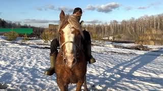 Объездка 2х летних жеребчиков тяжеловозов