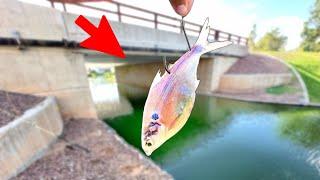 Fishing an Urban Bridge w/ LIVE BAIT Only! (Insane)