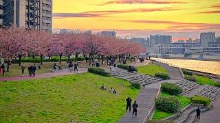 Tokyo Walk in Minami-Senju, Japan • 4K HDR