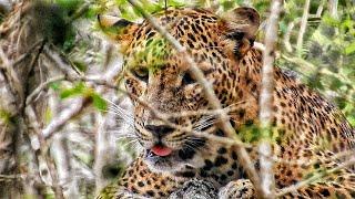 Sri Lankan Leopard | Kotiya