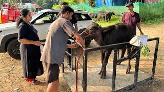 റോഡിലൂടെ പോത്തിനെ കൊണ്ടുവരാൻ പറ്റാത്ത അവസ്ഥയാണ് ഇപ്പോൾ ഗുണ്ടായിസവും കൈക്കൂലിയും