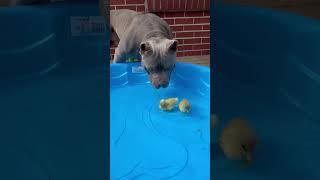 Dog Protects Baby Ducklings In Swimming Pool