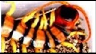 Scolopendra WITH SOUND! .,.,.,.,.,.,.,.,.,.,.,.,.,Ƣݔҩᾫ٨ӷ  quaoar