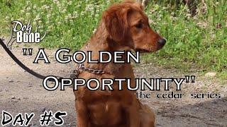 Training a High Energy Golden Retriever : A Golden Opportunity | Day #5