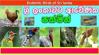 Endemic Birds of Sri lanka | ශ්‍රී ලංකාවට ආවේණික පක්ෂීන් | ඒක දේශික පක්ෂීන් | Sri lanka